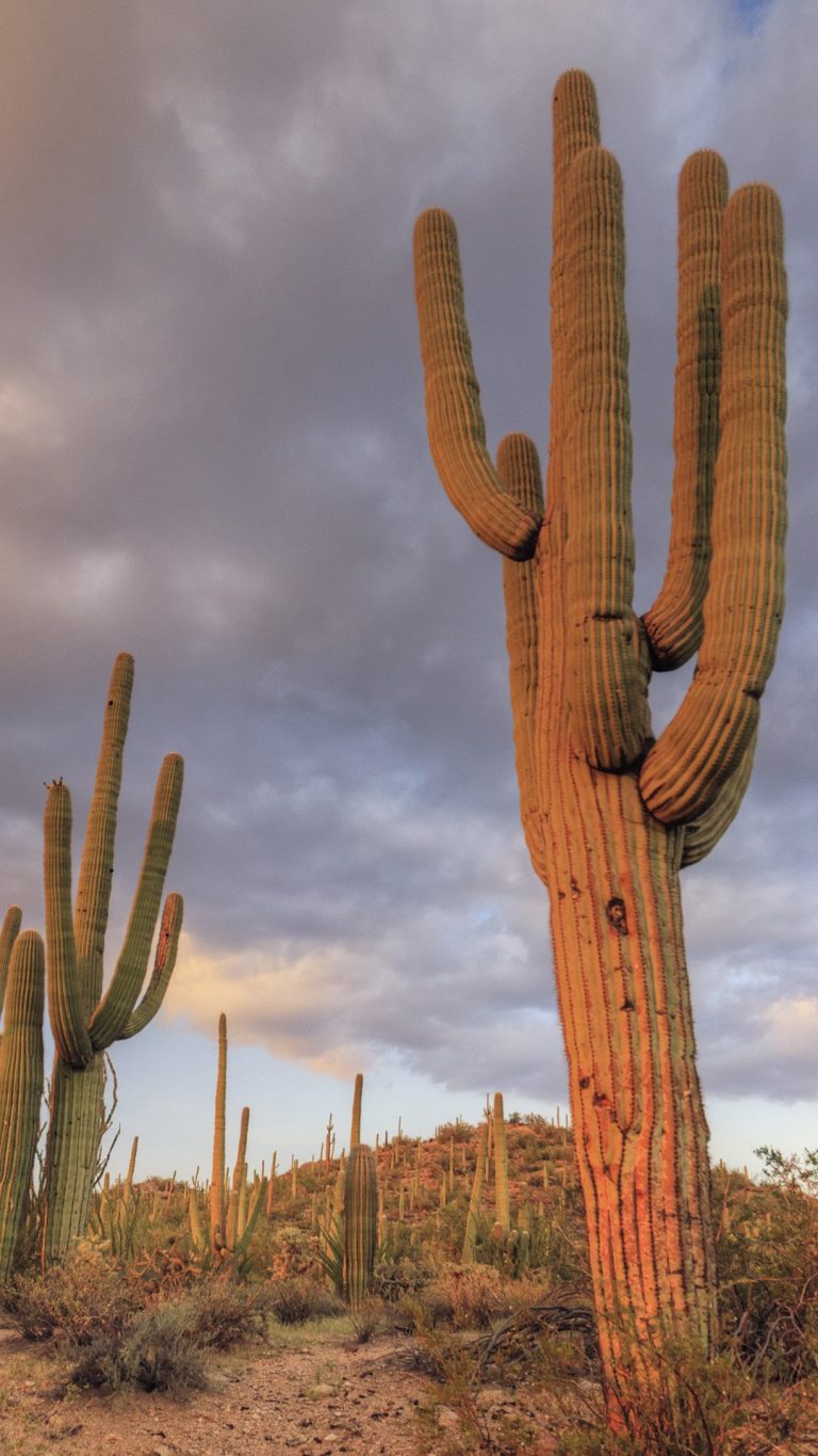 Saguaro giant Cacti (Carnegiea gigantea), Saguaro National Park, Tucson ...