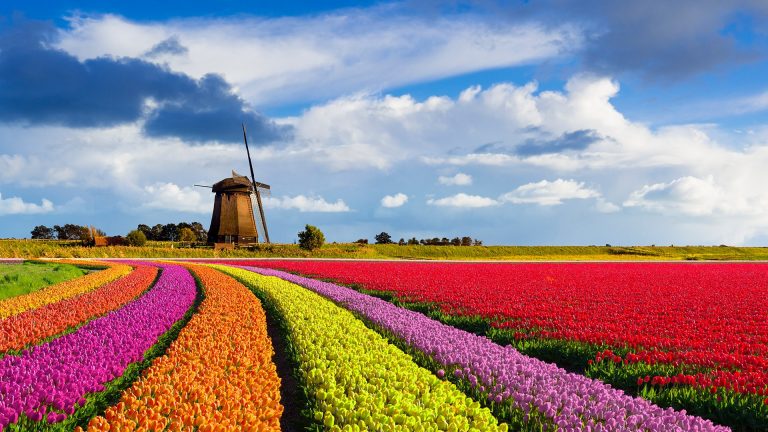 Tulip fields around Hillegom and Keukenhof at sunset, Netherlands ...