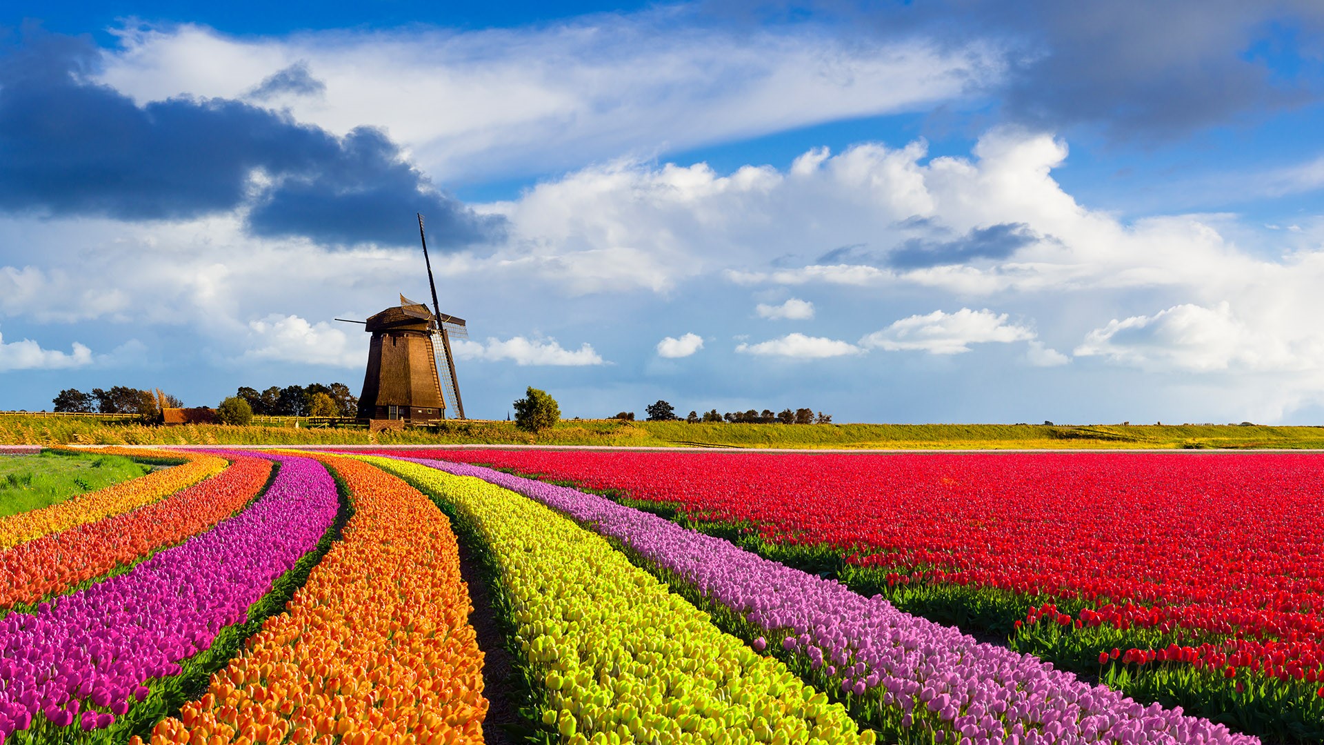 Colorful curved tulip fields in front of a traditional Dutch windmill