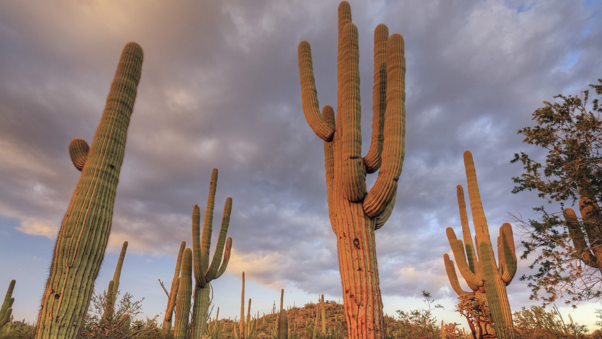 Saguaro giant Cacti (Carnegiea gigantea), Saguaro National Park, Tucson ...