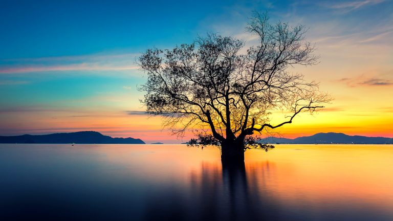 Sunset with dead tree, Phuket, Thailand | Windows Spotlight Images