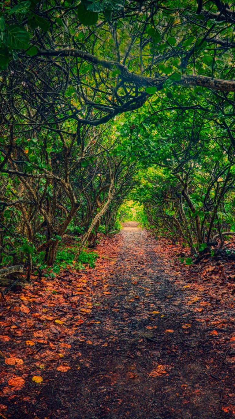 Trail through forest, Jupiter, Florida, USA | Windows Spotlight Images