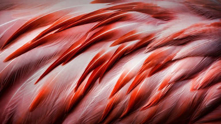 Bright pink flamingo feathers | Windows Spotlight Images