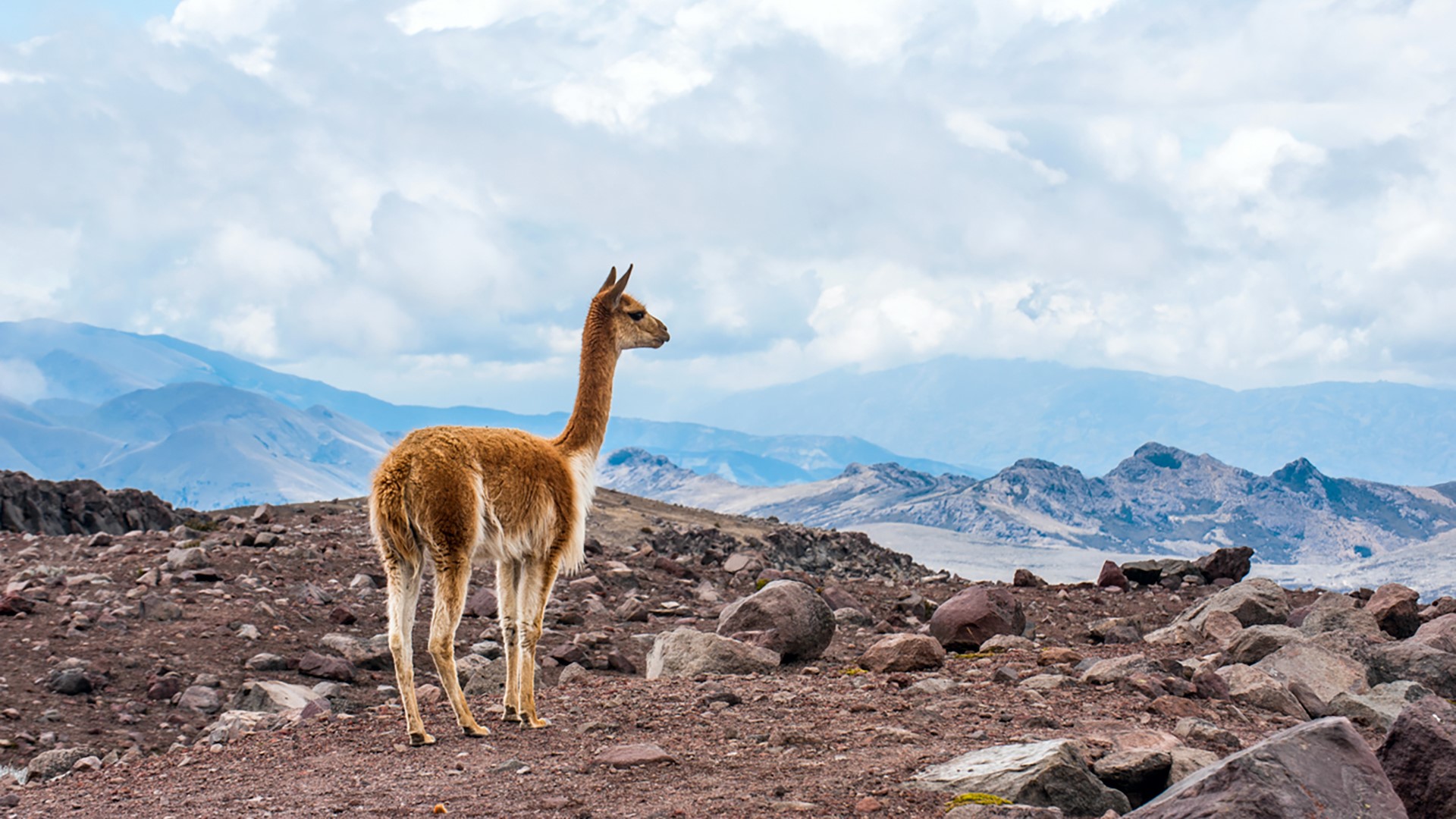 Vicuna (vicugna) in the high alpine areas of the Andes, Ecuador ...