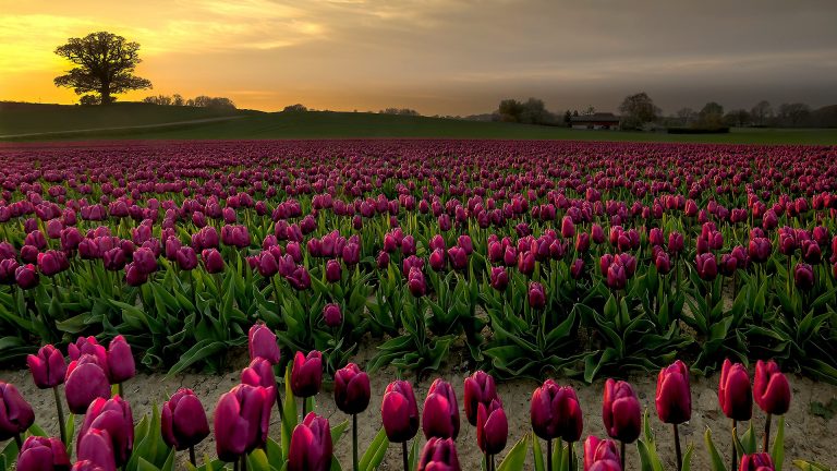 Purple tulip fields in sunset, Vesterborg, Lolland, Denmark | Windows ...