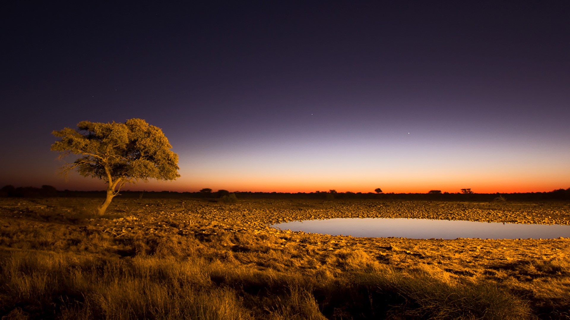 African twilight, classic landscape of lone acacia tree, Etosha