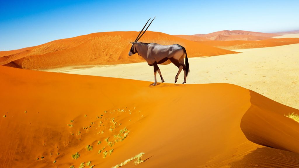 Wandering dune of Sossuvlei in Namibia with Oryx walking on it