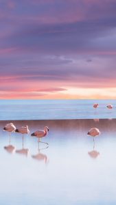 Andean flamingo in Bolivia, Eduardo Avaroa Fauna National Reserve ...