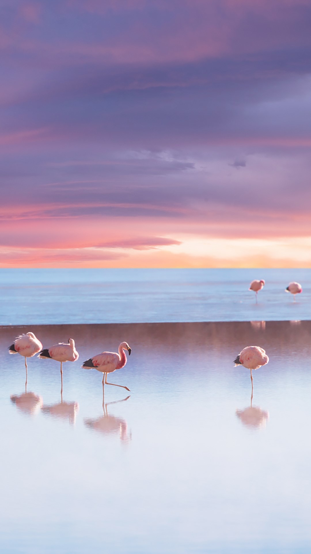 Andean flamingo in Bolivia, Eduardo Avaroa Fauna National Reserve
