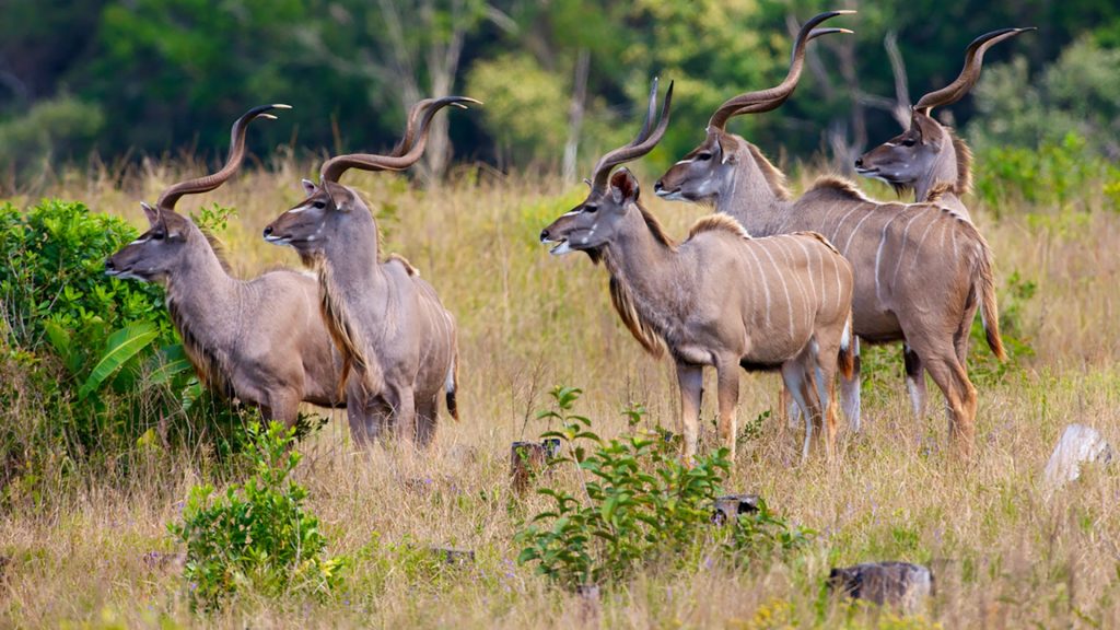 A herd of Kudu, iSimangaliso Wetland Park, Kwazulu-Natal, South Africa