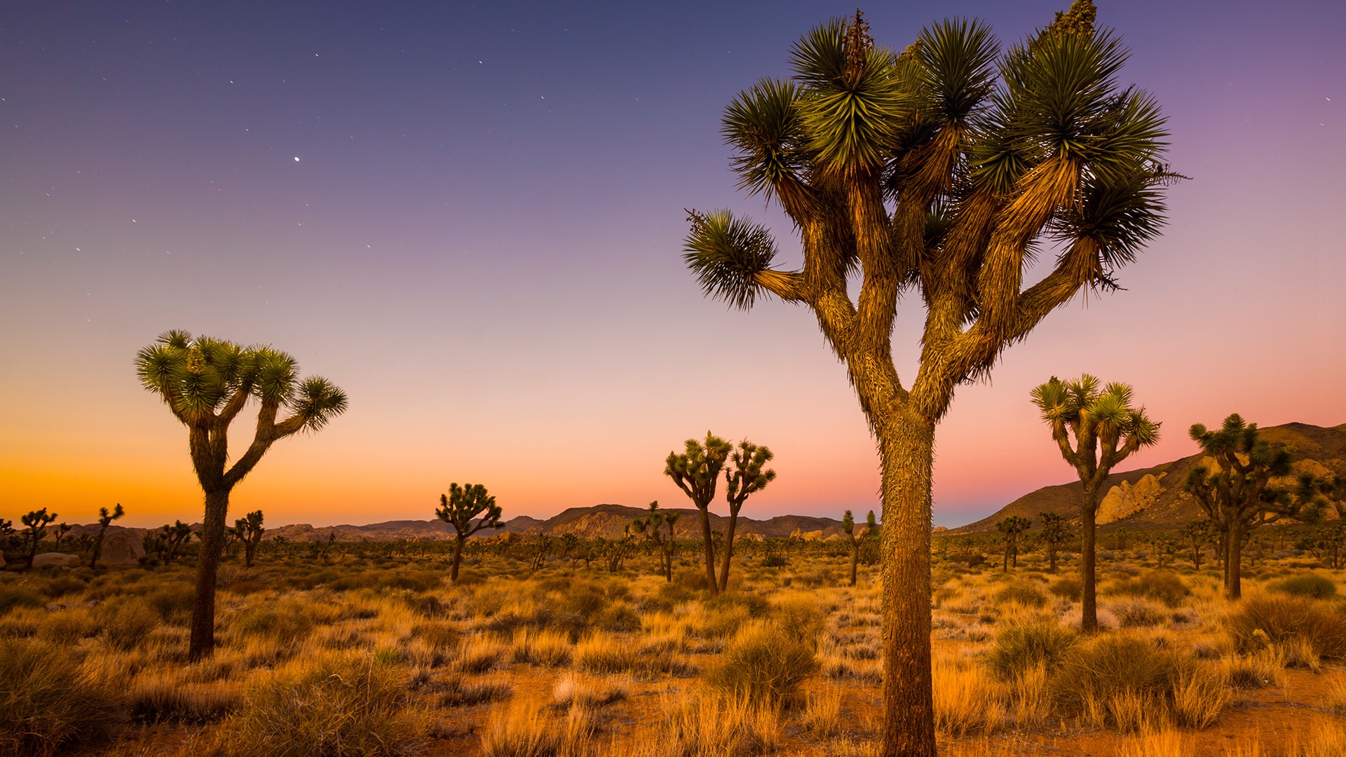 Grove of Joshua trees in national park valley at morning twilight ...