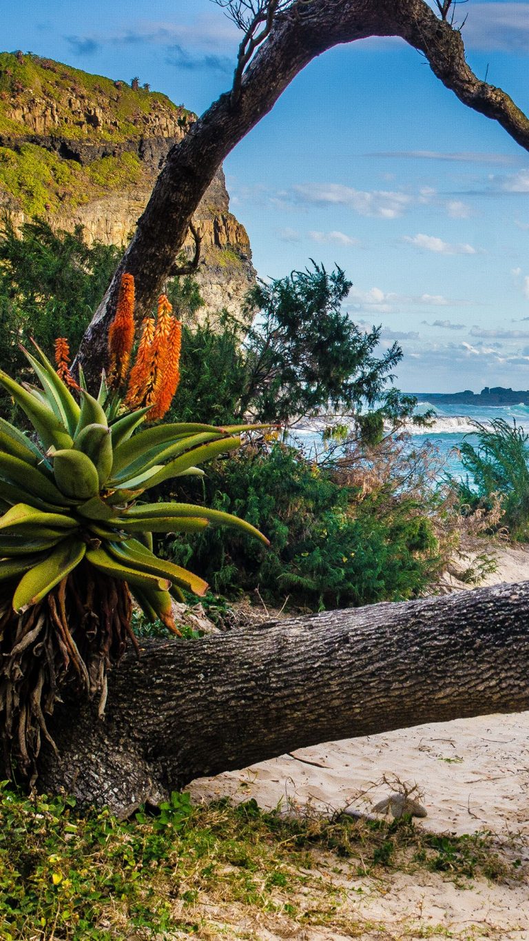 Nature around The Hole in the Wall at Coffee Bay in the Wild Coast