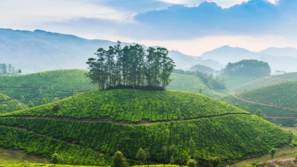 Tea plantation, Munnar, Kerala, India