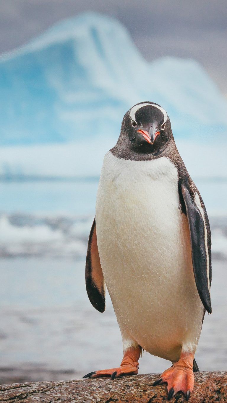 Gentoo penguin poses on rock, Neko Harbour, Antarctica | Windows 10