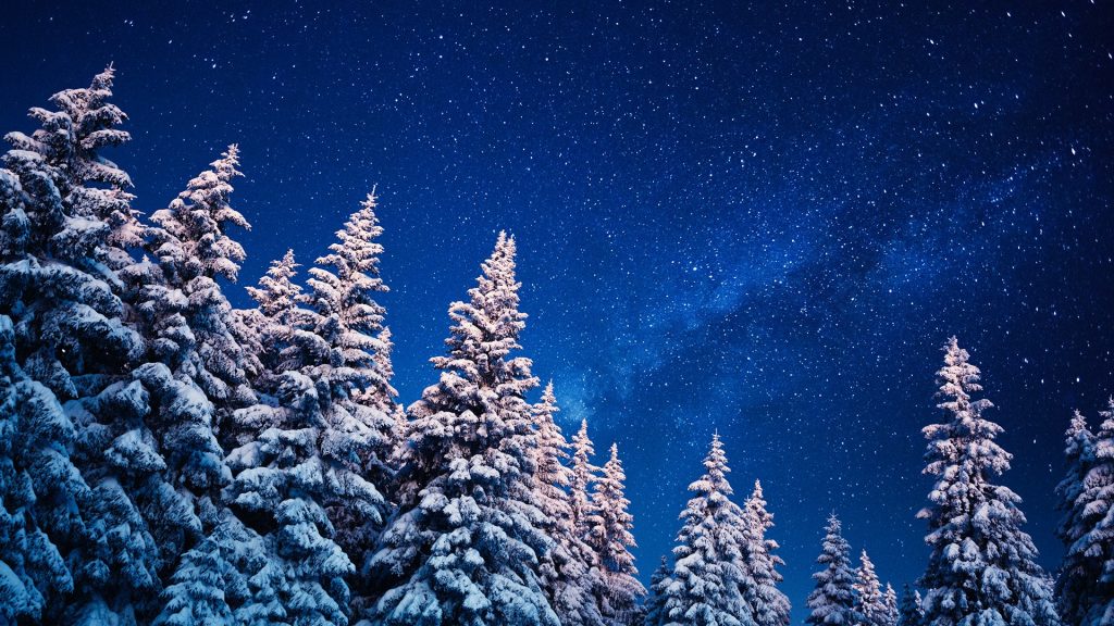 Winter forest under the stars