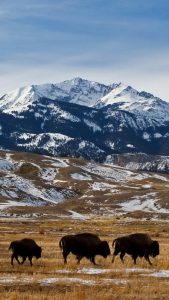 American bison or buffalo migration in winter, Yellowstone National ...