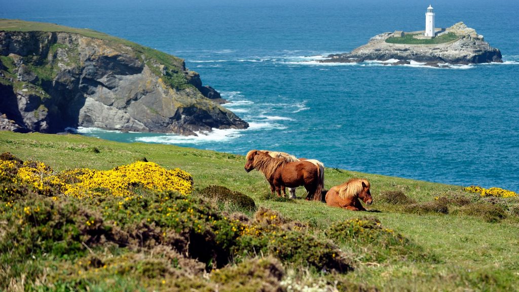 Wild Shetland Islands pony, Godrevy, Cornwall, England, UK
