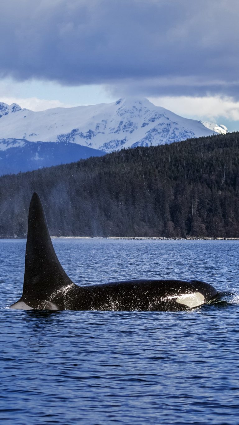 Orca or killer whale (Orcinus orca) near Juneau in Lynn Canal, Inside ...