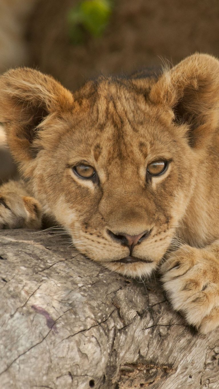 Lion cub resting on tree branch, South Luangwa National Park, Zambia ...