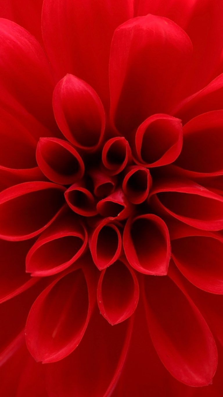 Closeup on red dahlia flower | Windows 10 Spotlight Images