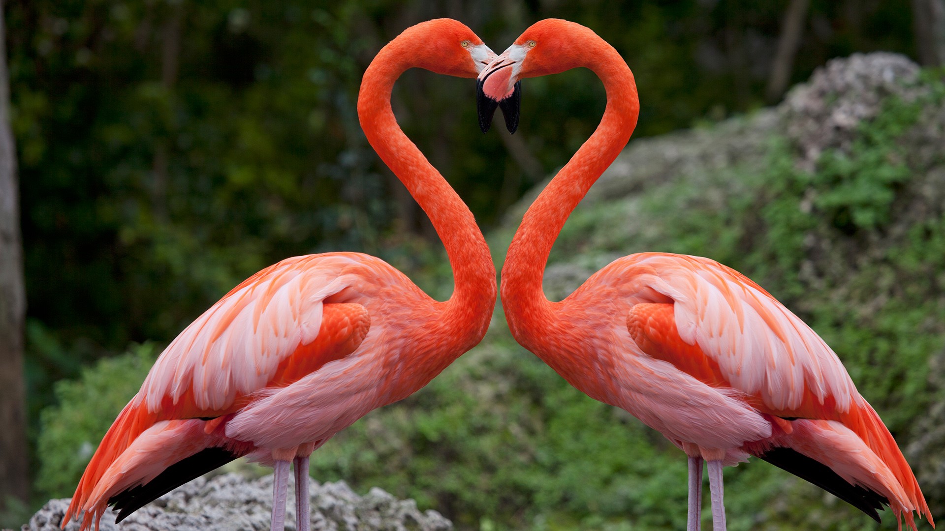 Pink flamingos with heart shaped necks, Miami, Florida, USA | Windows ...