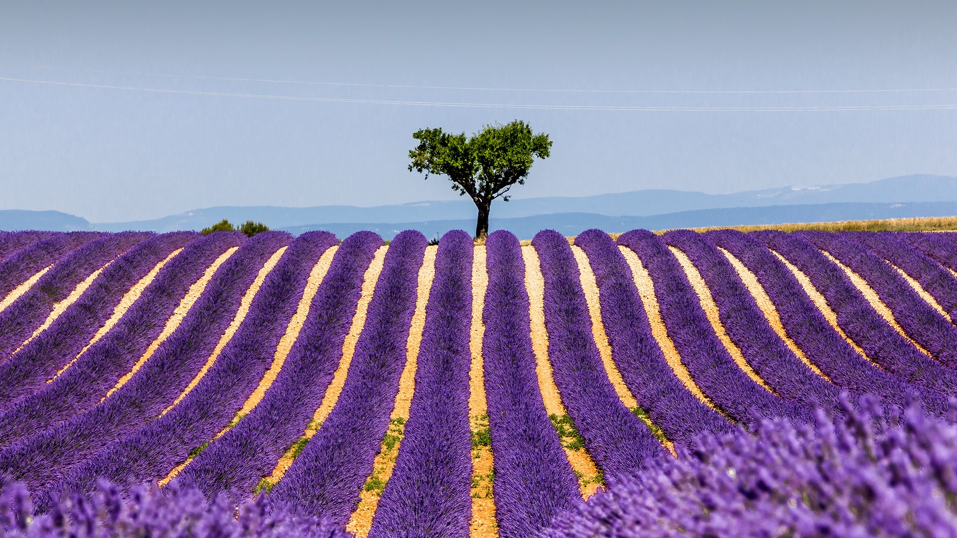 plants-growing-on-field-against-sky-plateau-de-valensole-france