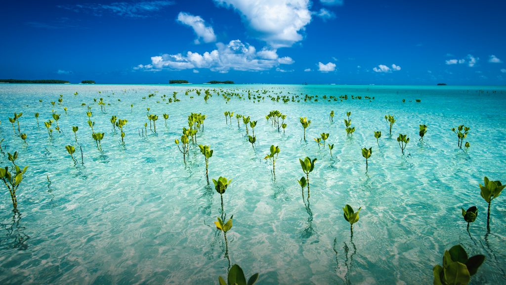 Young mangroves form part of the marine park, near Tuvalu mainland