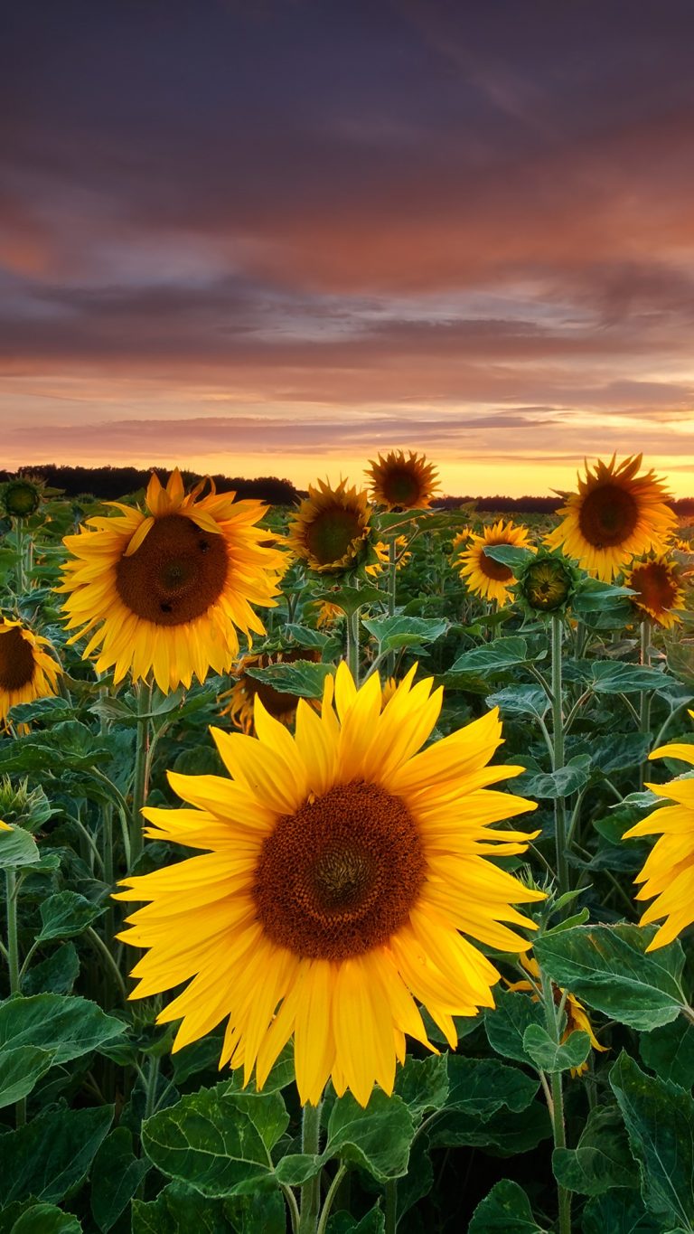 Sunflowers field at sunset, Germany | Windows 10 Spotlight Images