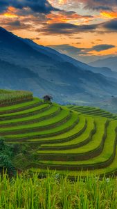 Amazing Rice Terraces At Mu Cang Chai, Vietnam 