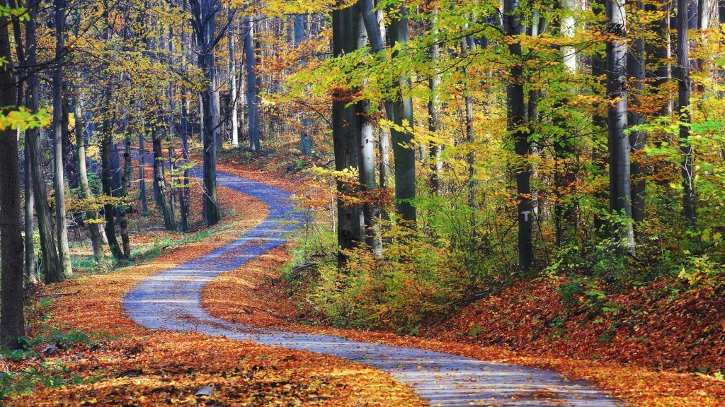 Footpath winding through colorful forest, Bükk, Hungary