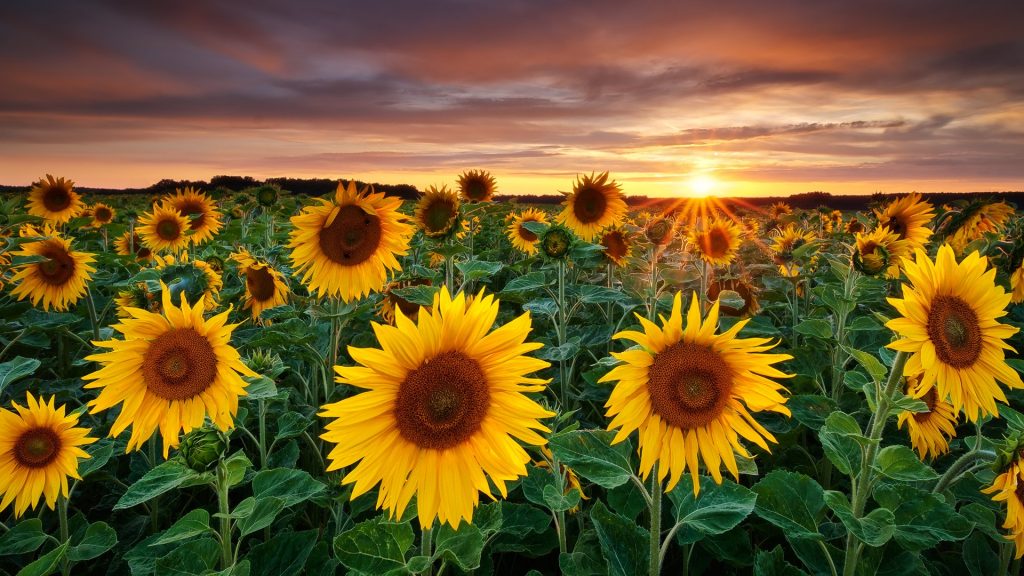 Sunflowers field at sunset, Germany