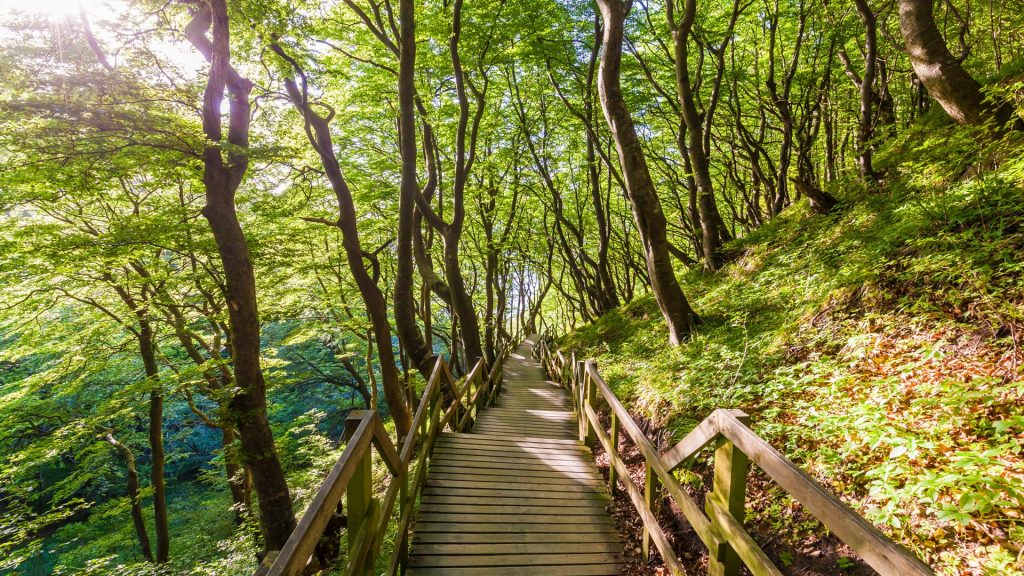 Wooden path in forest, Mons Klint, Mon Island, Denmark