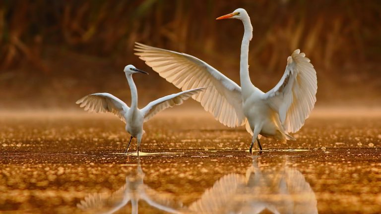 Great Egret teaching the little Egret about dance, Pakistan | Windows ...