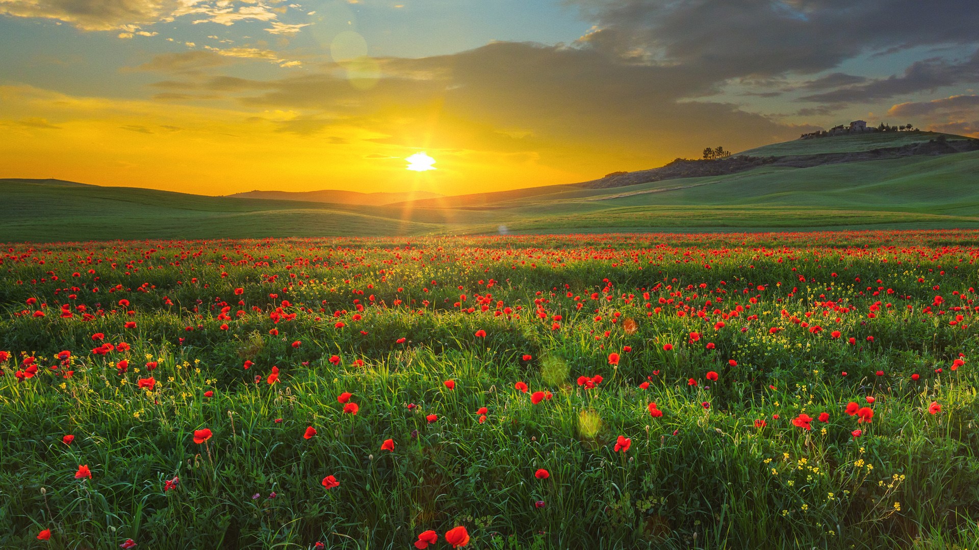 Landscape with poppies in Val d'Orcia at sunset, Tuscany, Italy ...