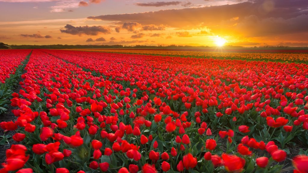 Tulip fields around Hillegom and Keukenhof at sunset, Netherlands