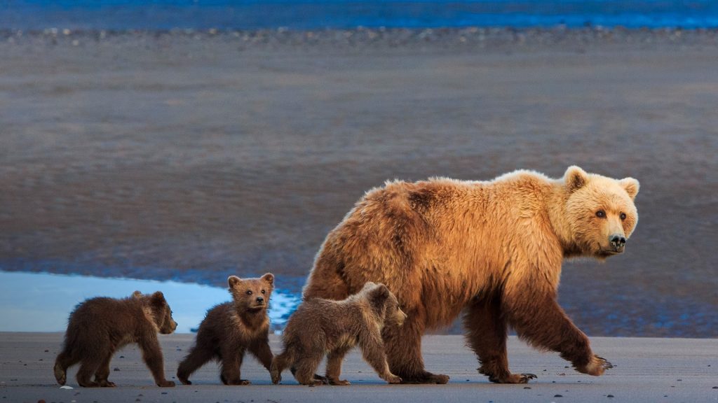 Brown bear sow and cubs, Lake Clark National Park, Alaska, USA