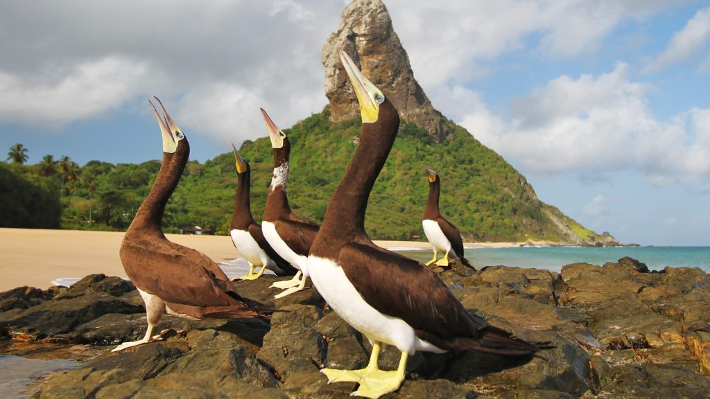 Seabirds brown booby (Sula leucogaster), Fernando de Noronha, Brazil