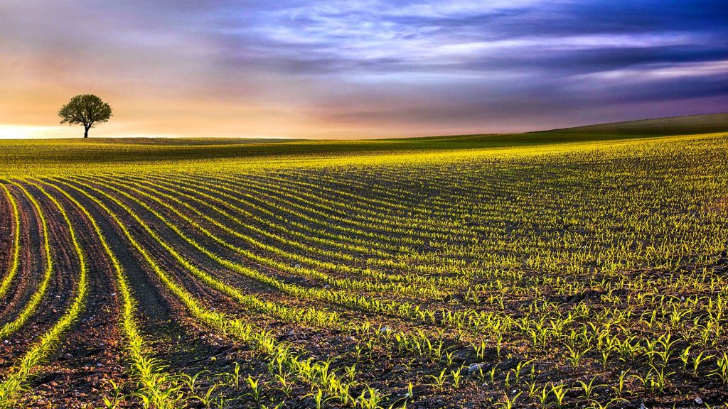 Landscape of a large corn field with a lone tree, Skanderborg, Jutland, Denmark