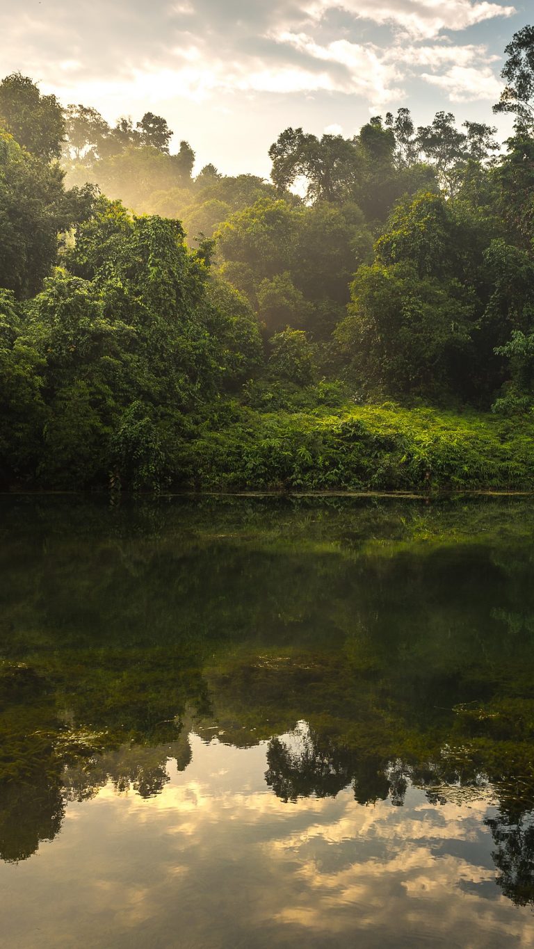 Perfect reflection of forest scene at Macritchie Reservoir rainforest ...