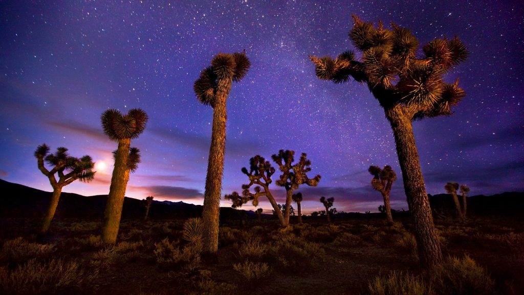 Light painted Joshua trees under the Milky Way, Death Valley, California, USA