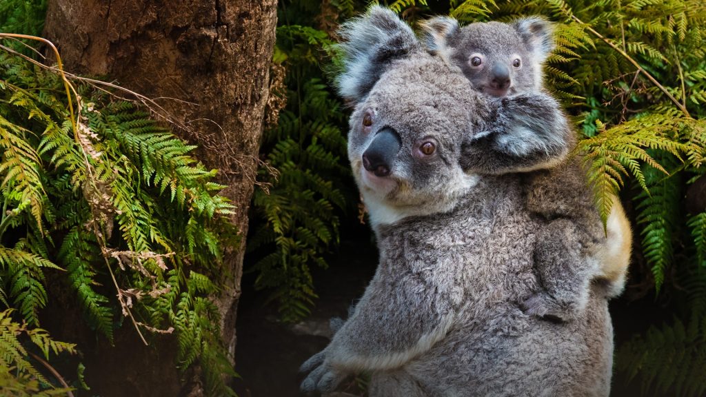 Australian koala bear native animal with baby on the back