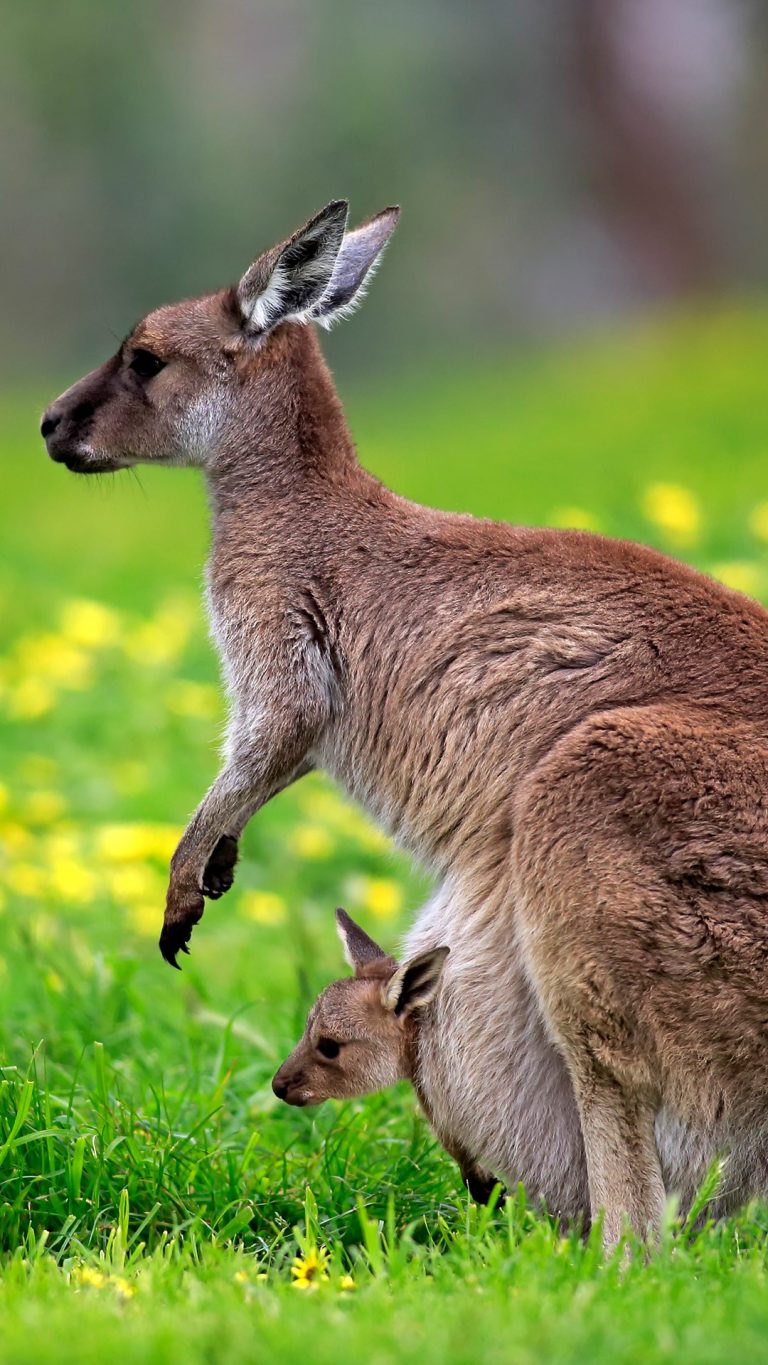 Kangaroo Island Kangaroo (Macropus fuliginosus) mother with young