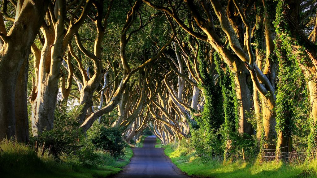 Dark Hedges avenue on Bregagh Road at sunset, County Antrim, Northern Ireland, UK