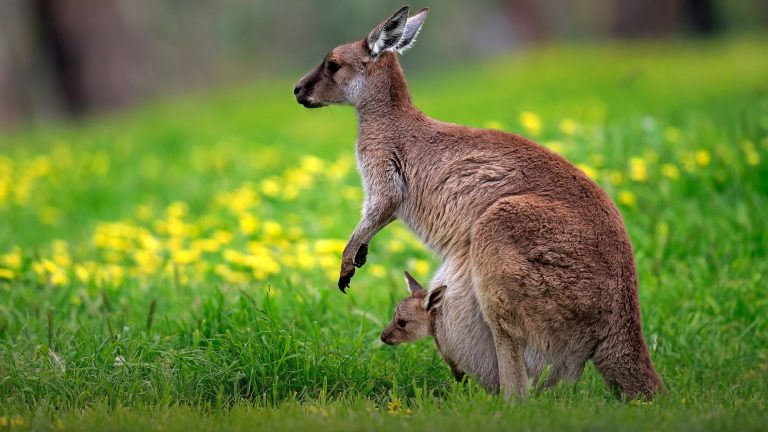 Kangaroo Island Kangaroo (Macropus fuliginosus) mother with young ...