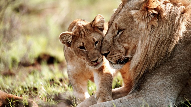 Lion And Cub (panthera Leo) In Field Close-up, Welgevonden Game Reserve 