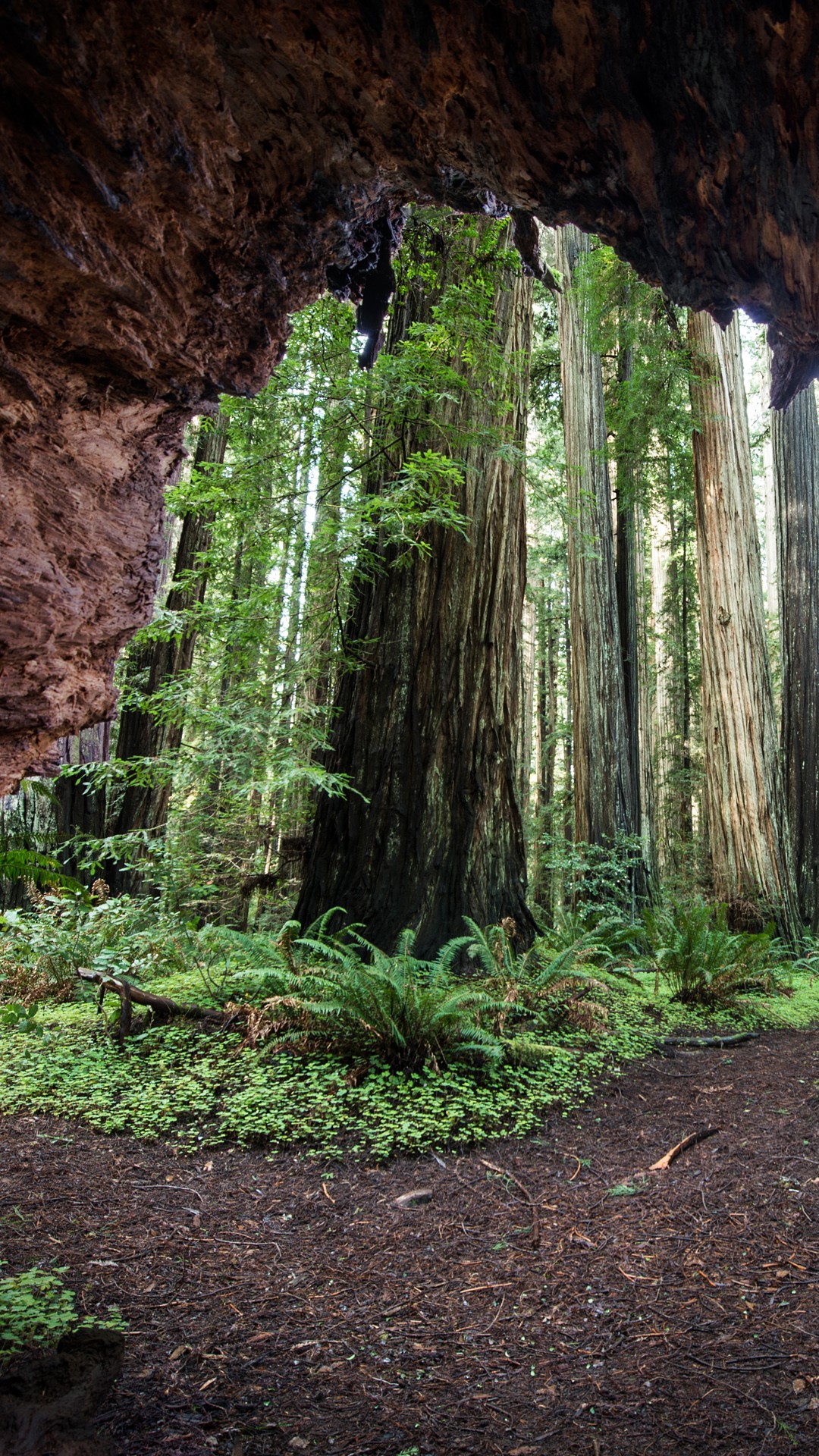 Redwood Trees View From Cave At Jedediah Smith Redwoods State Park
