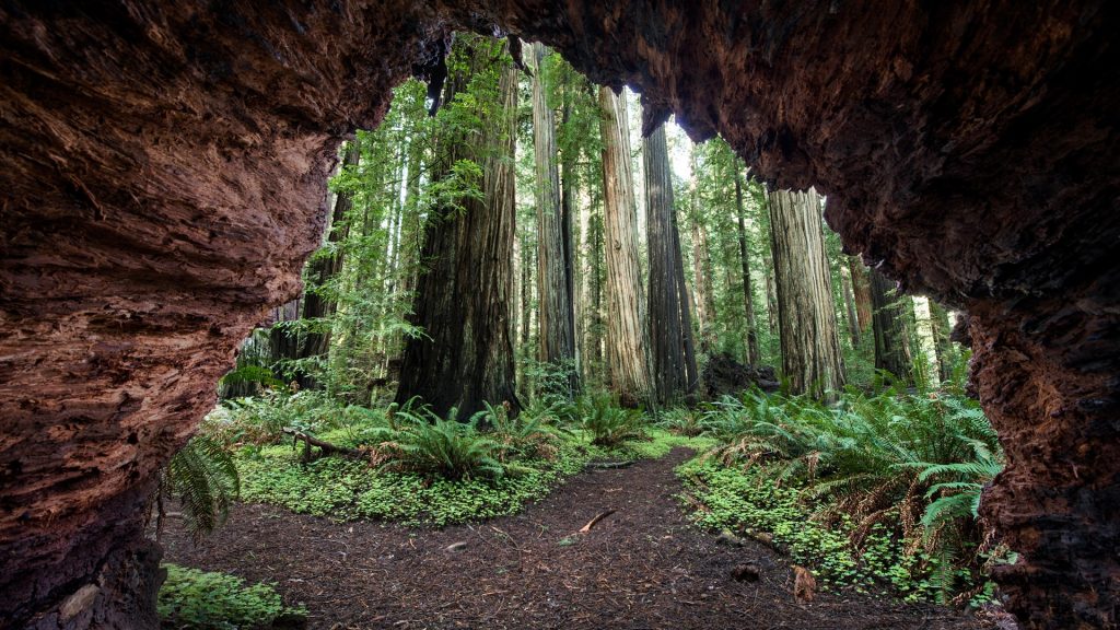Redwood trees view from cave at Jedediah Smith Redwoods State Park, California, USA