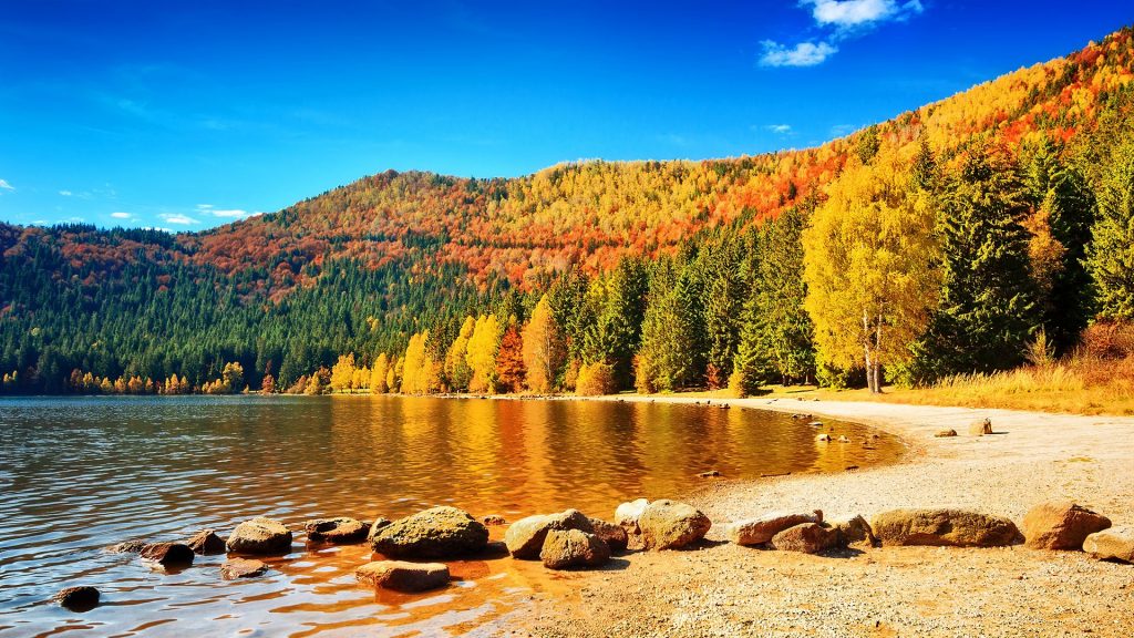 Autumn forest landscape and volcanic Lake Sfânta Ana, Transylvania, Romania