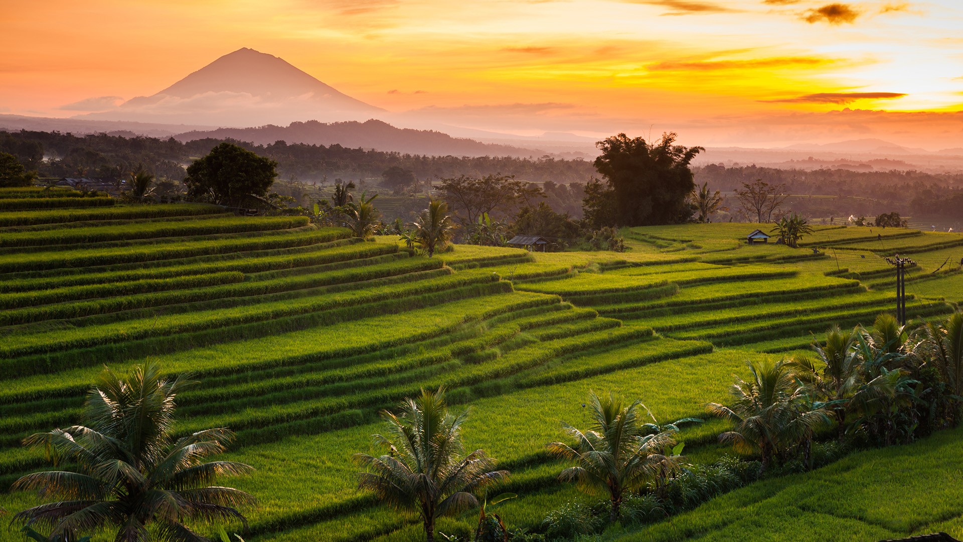 Jatiluwih rice  terraces  at sunrise Bali  Indonesia 