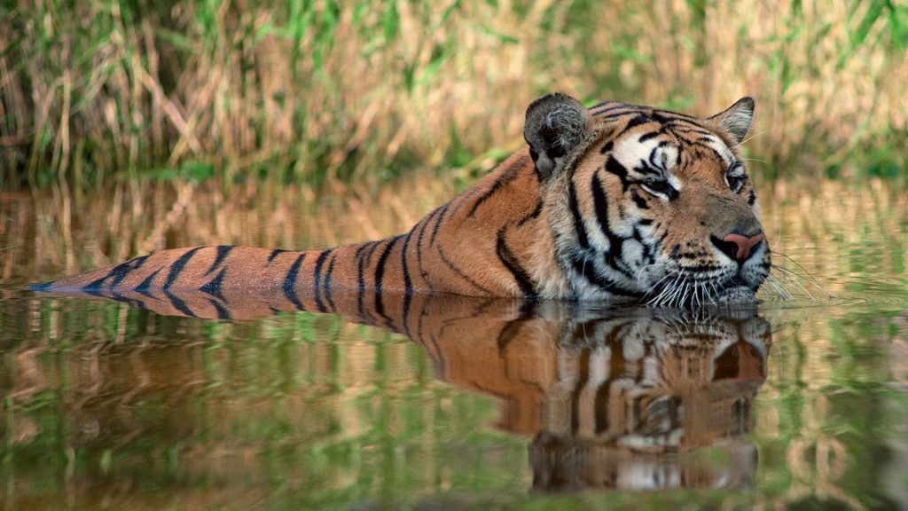 Bengal tiger swimming submerged in water